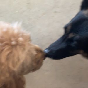 Meet your Posher, Evalyn